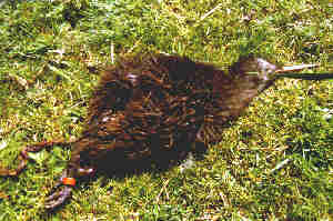 Chick -- killed by a dog