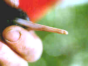 Kiwi nostrils
